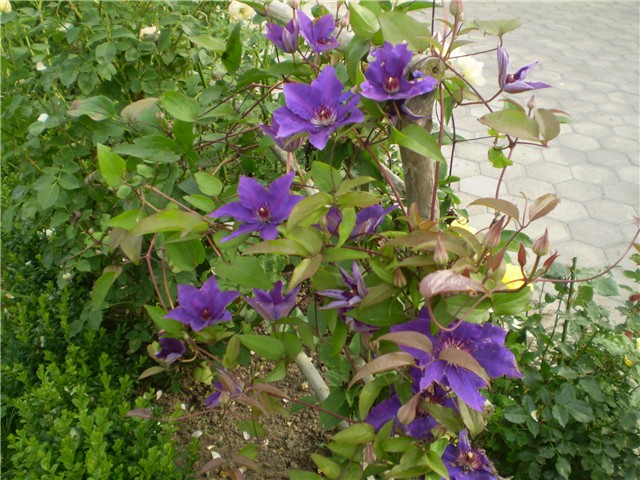 clematis